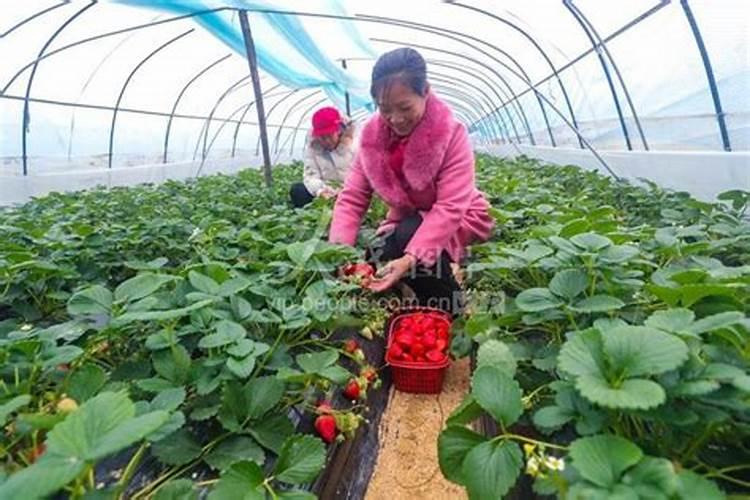 蔬菜·草莓·西甜瓜专用肥配方与施肥目录