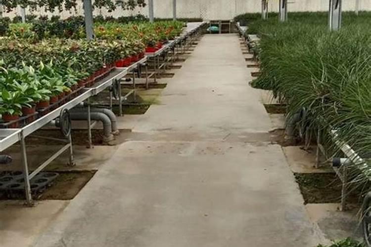 水稻苗床杀菌剂用什么最好？