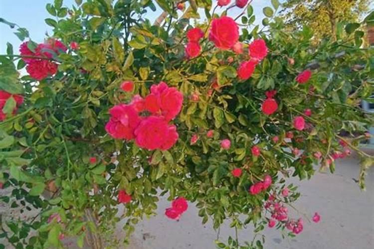 四季红木香一年开几次花,花期多长时间