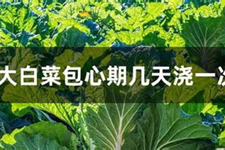块地大白菜多种病害,求综合防治