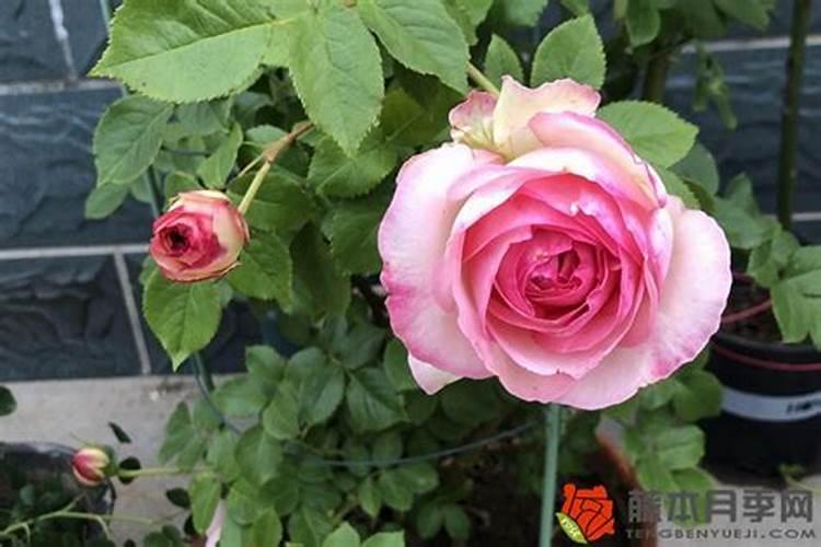 藤本月季不开花怎么办,补充光照追施磷钾肥