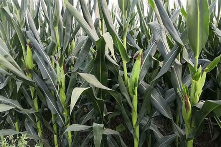 铁391是哪个公司的产品