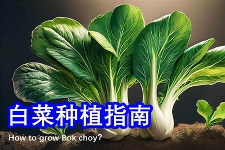 种植小白菜用钙片当肥料可以吗？