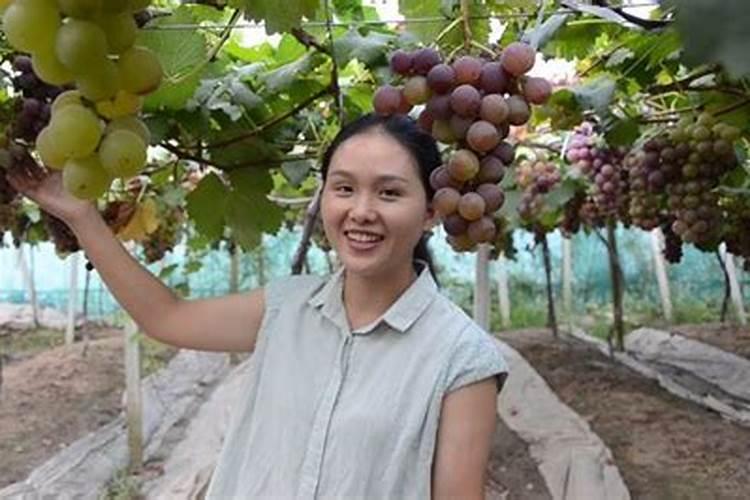 葡萄什么时候上肥料最好