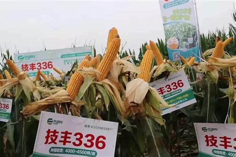 玉米专用叶面肥什么牌子好