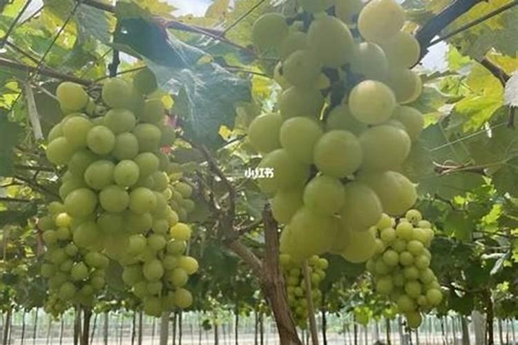 葡萄在什么时期施肥好？