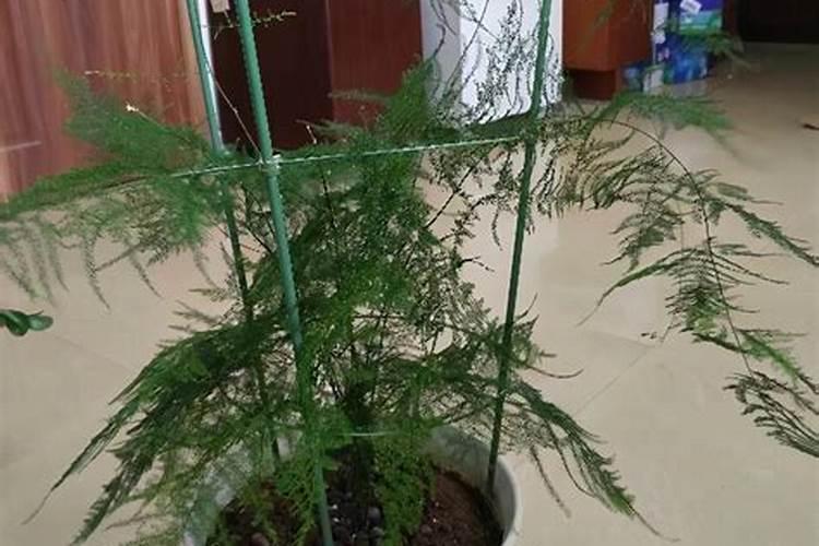 夏季文竹如何补肥最合适