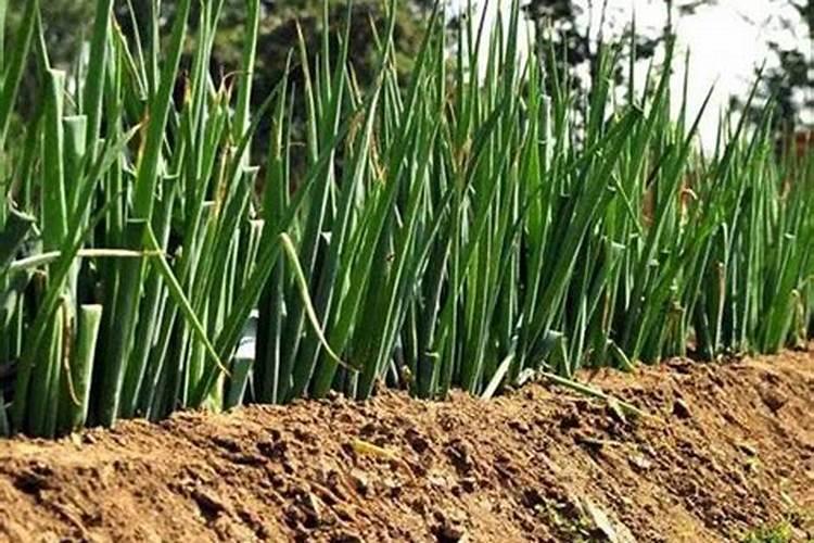 大豆种植怎样补充微量元素