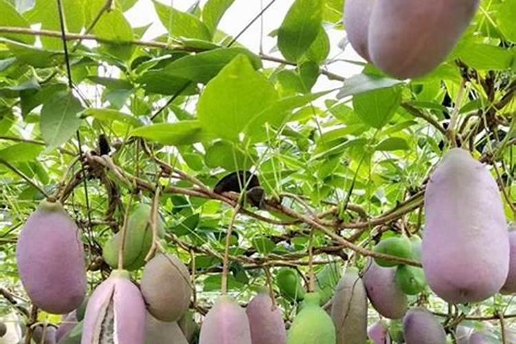 八月瓜适合南方桂林种植吗 八月炸桂林可以种吗
