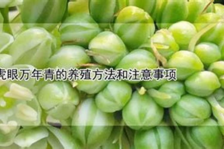 大叶万年青用什么肥料