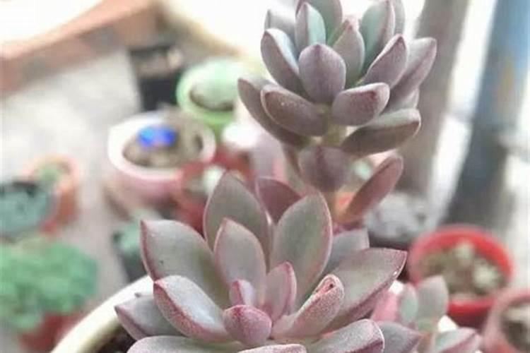 水溶肥料兑水比例是多少