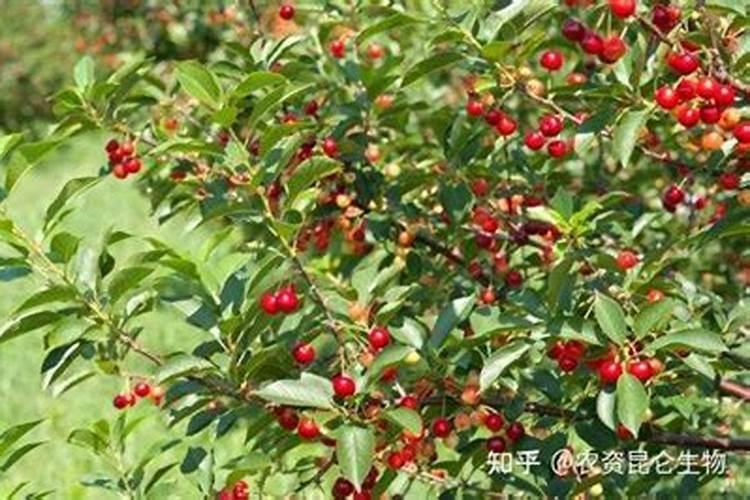 樱桃树去年秋天没有施肥,今年开春施什么肥？