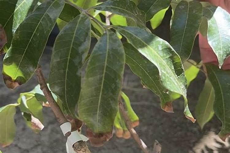 龙眼花期怎么管理