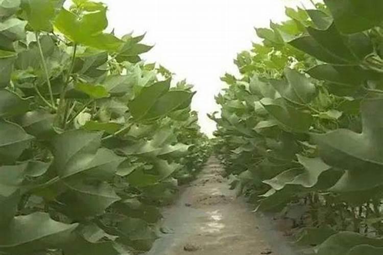 硼锌铁镁肥的用法用量