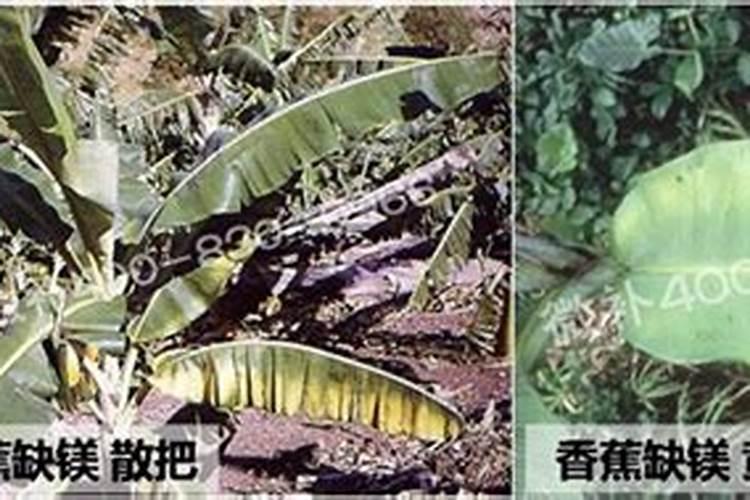 香蕉缺镁有哪些症状和防治措施？