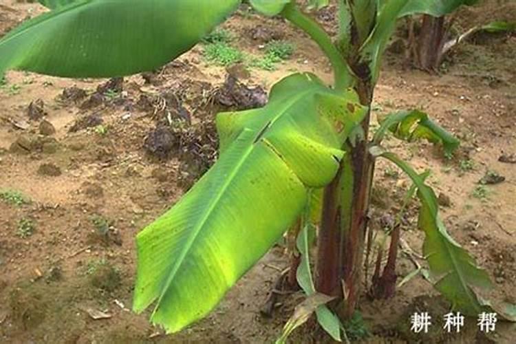 香蕉缺镁有哪些症状和防治措施？