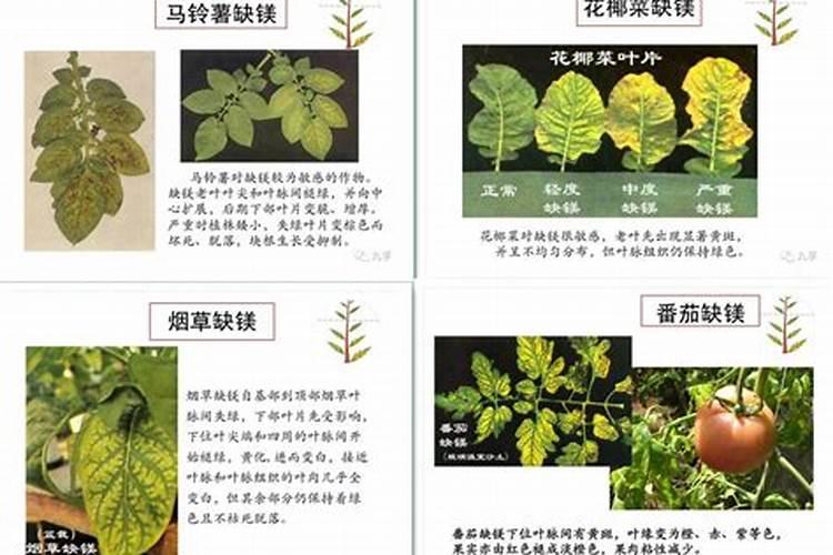 蔬菜补镁非常关键,那该用怎样的方法进行补镁呢？