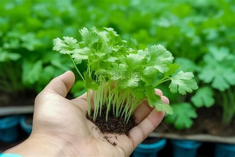 香菜施肥用什么肥料