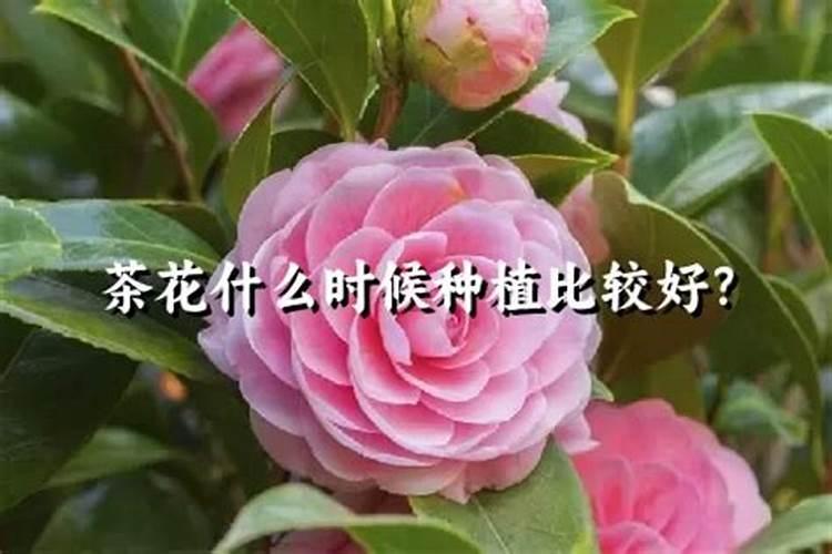 如何养茶花？