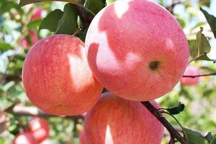 长枝红富士苹果树促花关键技术有哪些