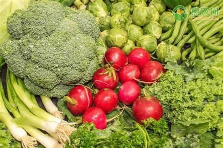 3月种什么菜蔬菜最合适南方种植要放什么肥料