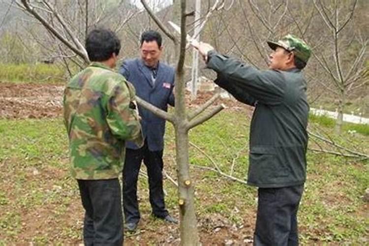 核桃树底肥放什么肥好(底肥施用方法)