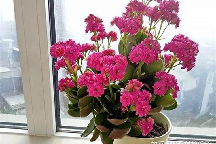 使长寿花开花施什么肥