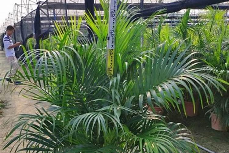 散尾葵的盆栽养护方法关于散尾葵的盆栽养护方法