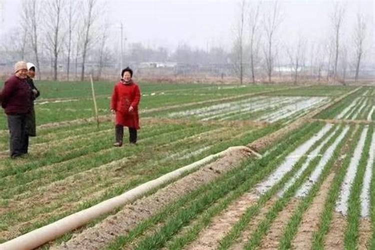 种菜最实用的肥料,是先下肥料还是先下种子