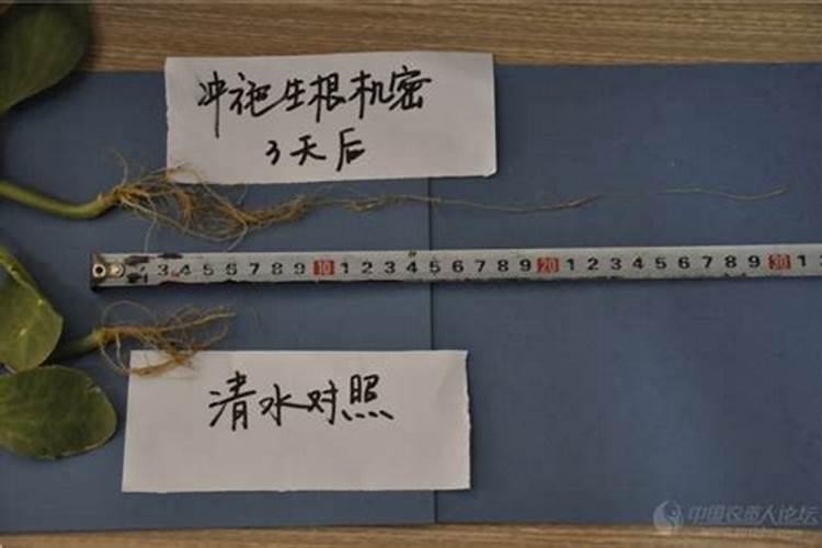 脐橙保花保果的特效药