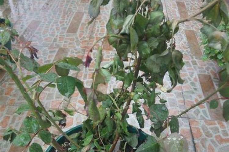 花店老板说用香蕉皮做花肥叶绿花红,这是为啥？