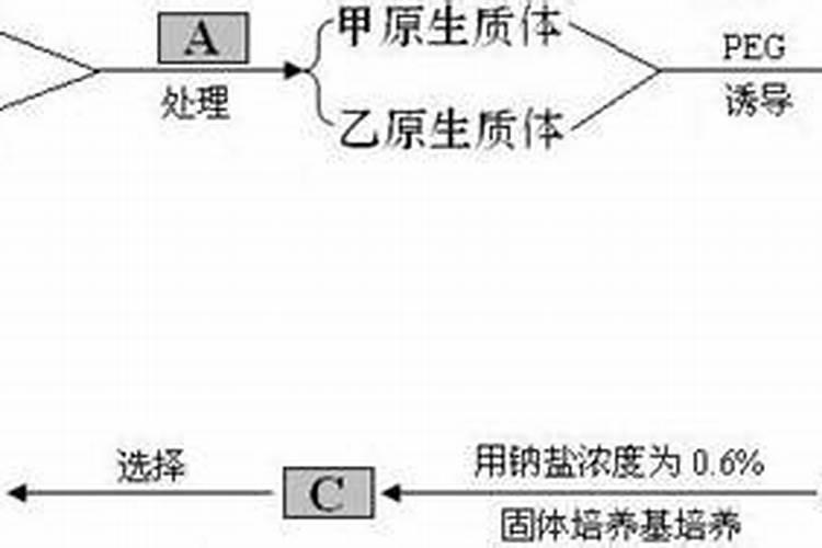 水养植物用什么肥料简单又适用