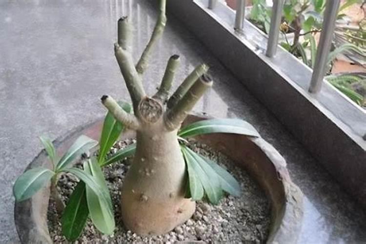 沙漠玫瑰什么时候施肥