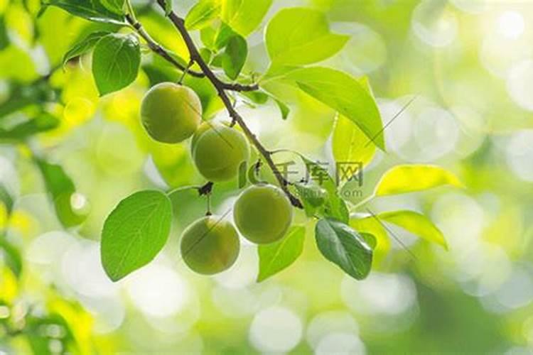 李子树无公害施肥技术是什么？