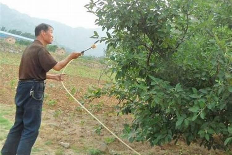 桔子皮泡多久可以浇花