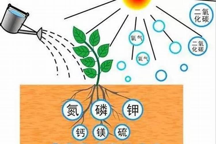复合肥施用方法