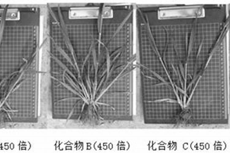 小麦用什么肥料