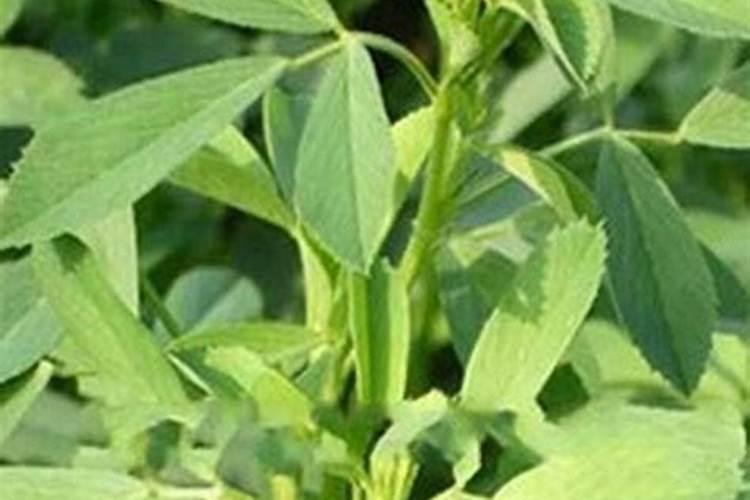 玉米打过除草剂后玉米烂心是啥情况？