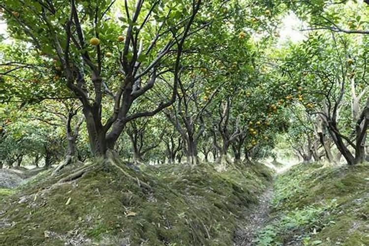 柑橘树叶子变黄,有的整棵死亡并且没有发现害虫是什么原因？