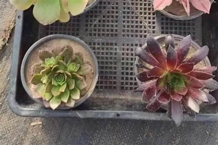 尿素调节剂是什么肥料