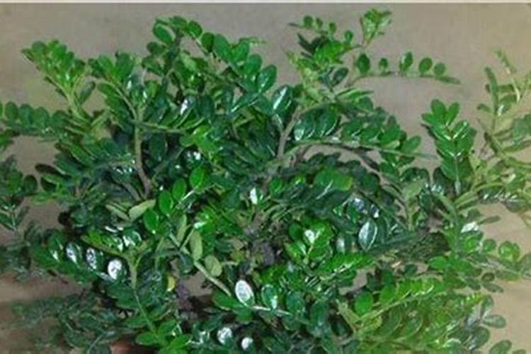 清香木盆景施肥方法及时间 清香木盆景施肥方法及时间简单介绍