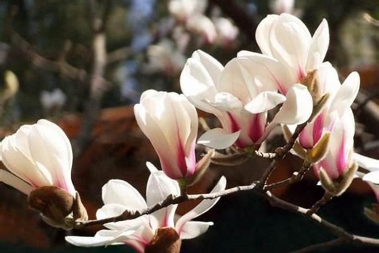 白玉兰花不开花,需要施什么肥？
