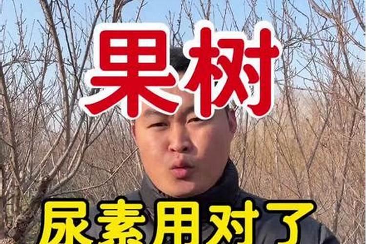 杨树施肥是尿素好还是复合肥好