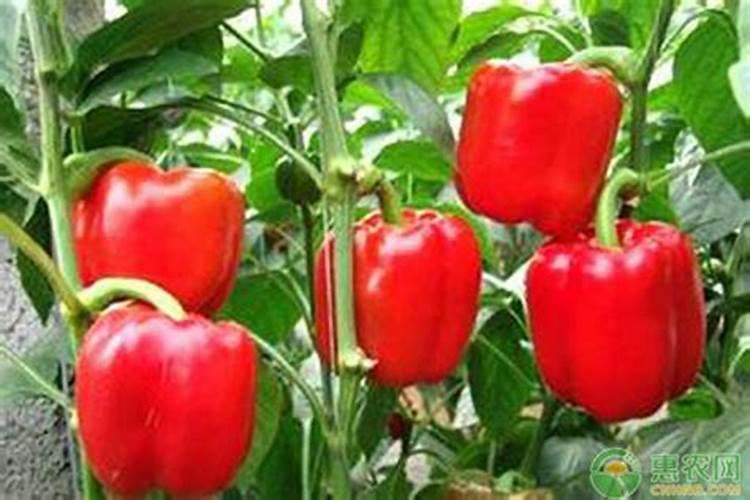 请问专家,甜椒保花保果用什么药好!？