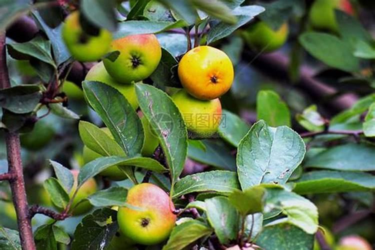兰花怎么选适宜的植料