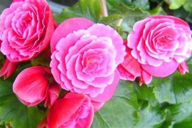 丽格海棠怎么施肥,幼苗期和花前施肥最好(薄肥勤施)