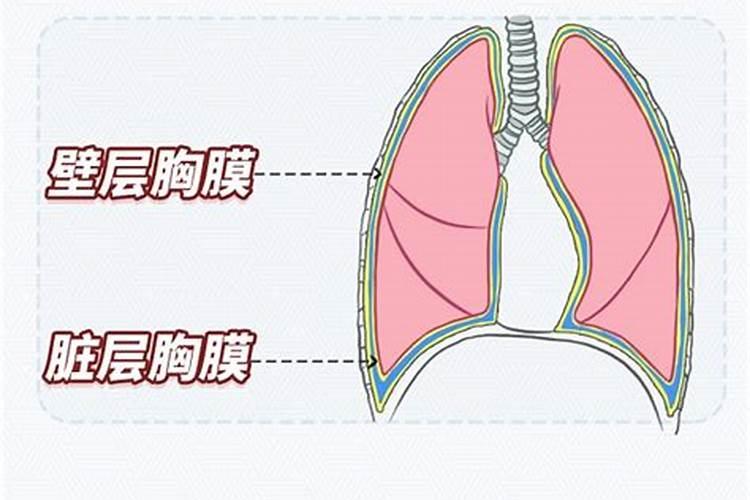 辣椒施什么肥料最好