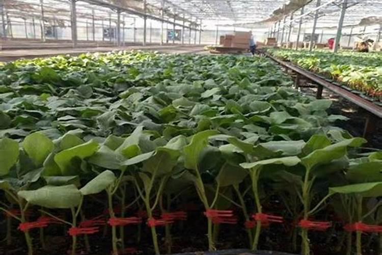 扶它旺叶面肥茄子苗上可以用吗
