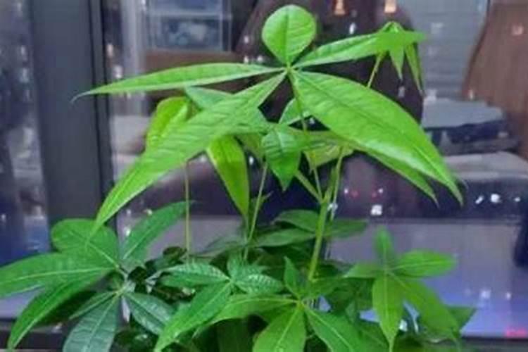 发财树施什么肥好