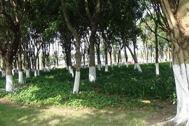 ...分别是樱桃,苹果,水蜜桃,刚移植到花盆里,请问这些树苗需要天天...